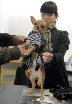 Primera edición de la semana de la moda de perros y gatos en Sao Paulo.